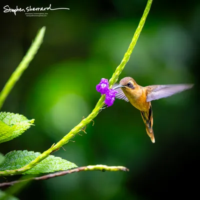Hummingbirds of Costa Rica